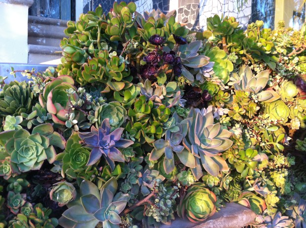 Succulents