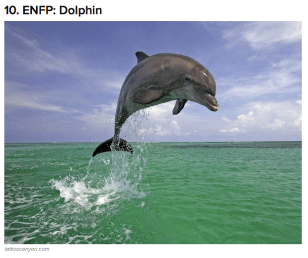 dolphin