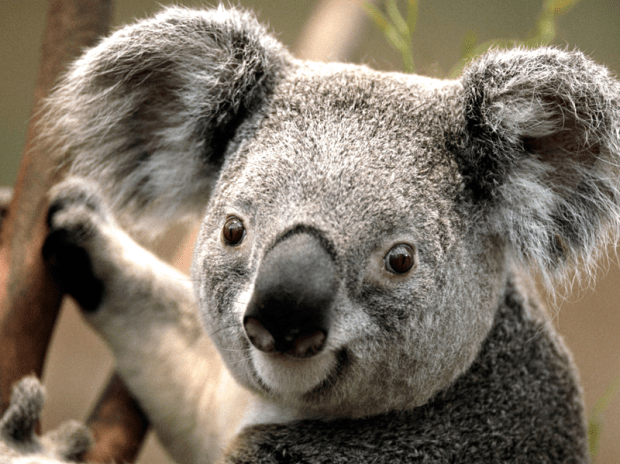 koala